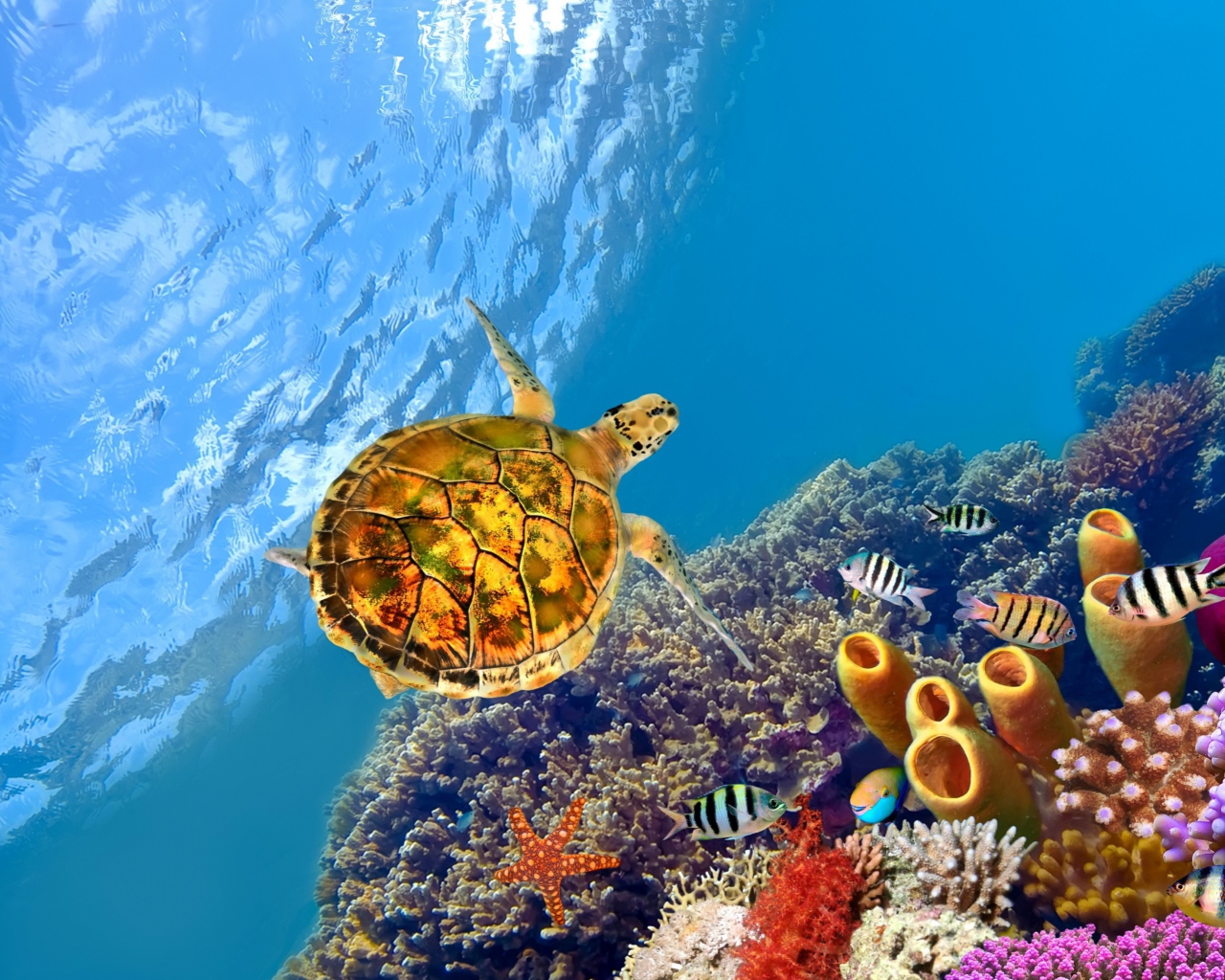 Screenshot №1 pro téma Red Sea Turtle 1280x1024