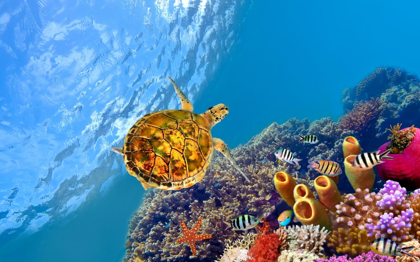 Screenshot №1 pro téma Red Sea Turtle 1440x900