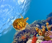Red Sea Turtle wallpaper 176x144
