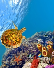 Red Sea Turtle screenshot #1 176x220