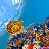 Red Sea Turtle screenshot #1 208x208