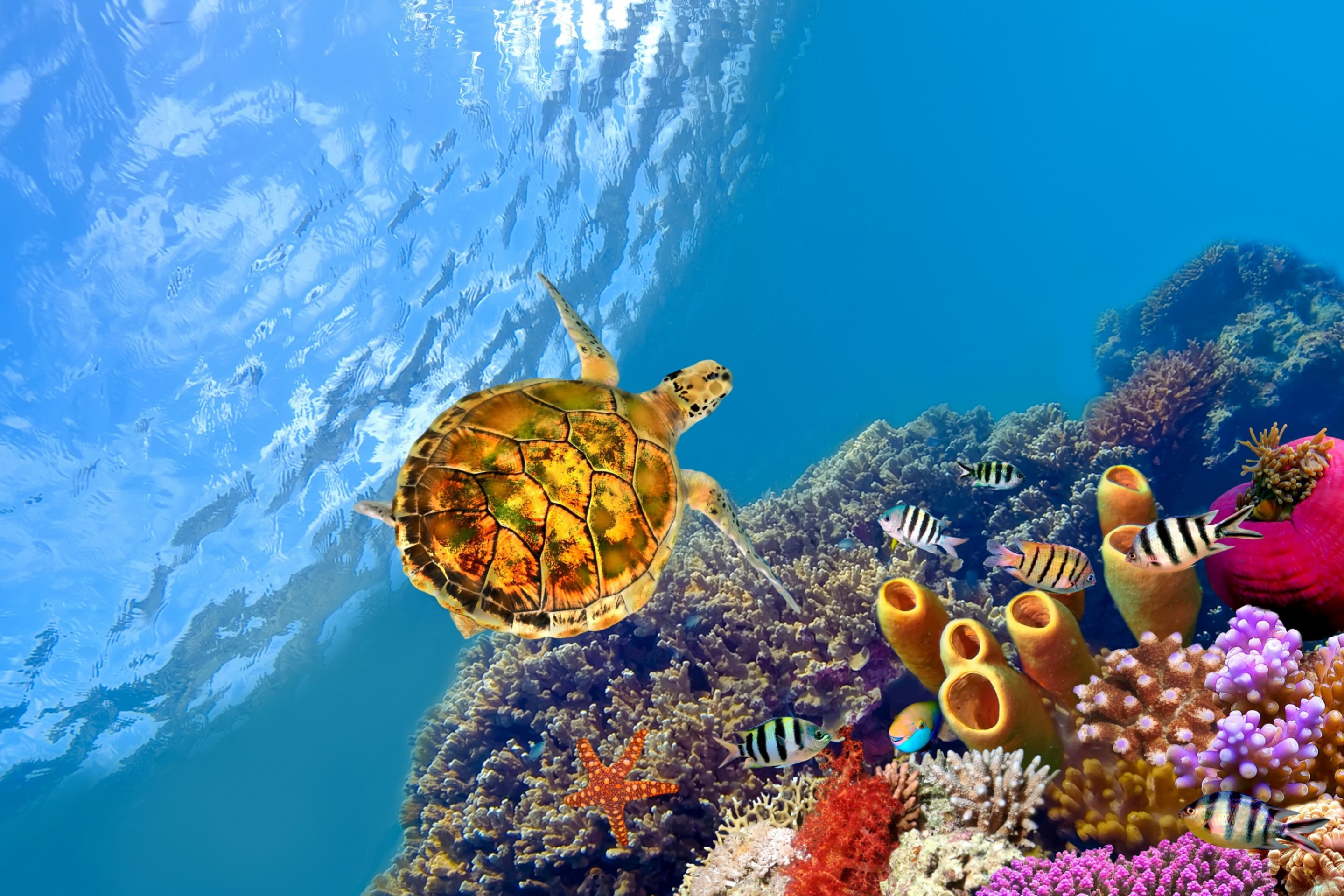 Обои Red Sea Turtle 2880x1920