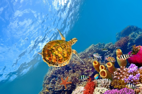 Fondo de pantalla Red Sea Turtle 480x320