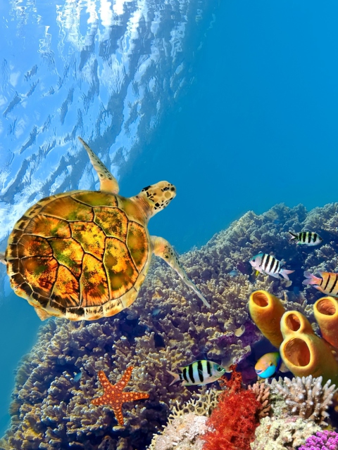 Red Sea Turtle wallpaper 480x640