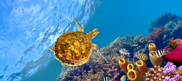 Red Sea Turtle wallpaper 720x320