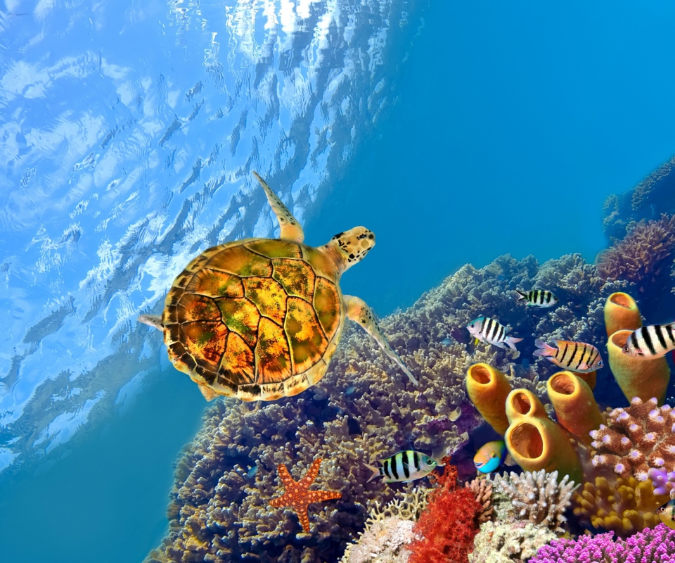 Fondo de pantalla Red Sea Turtle 960x800