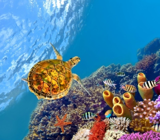 Kostenloses Red Sea Turtle Wallpaper für Nokia 6100