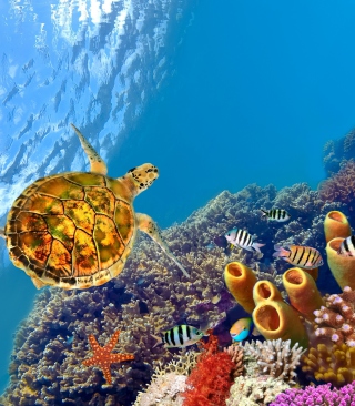 Red Sea Turtle Background for 240x320