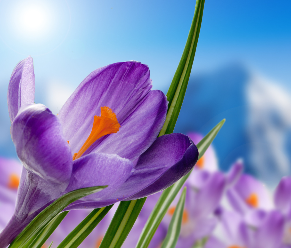 Обои Crocuses Image 1200x1024