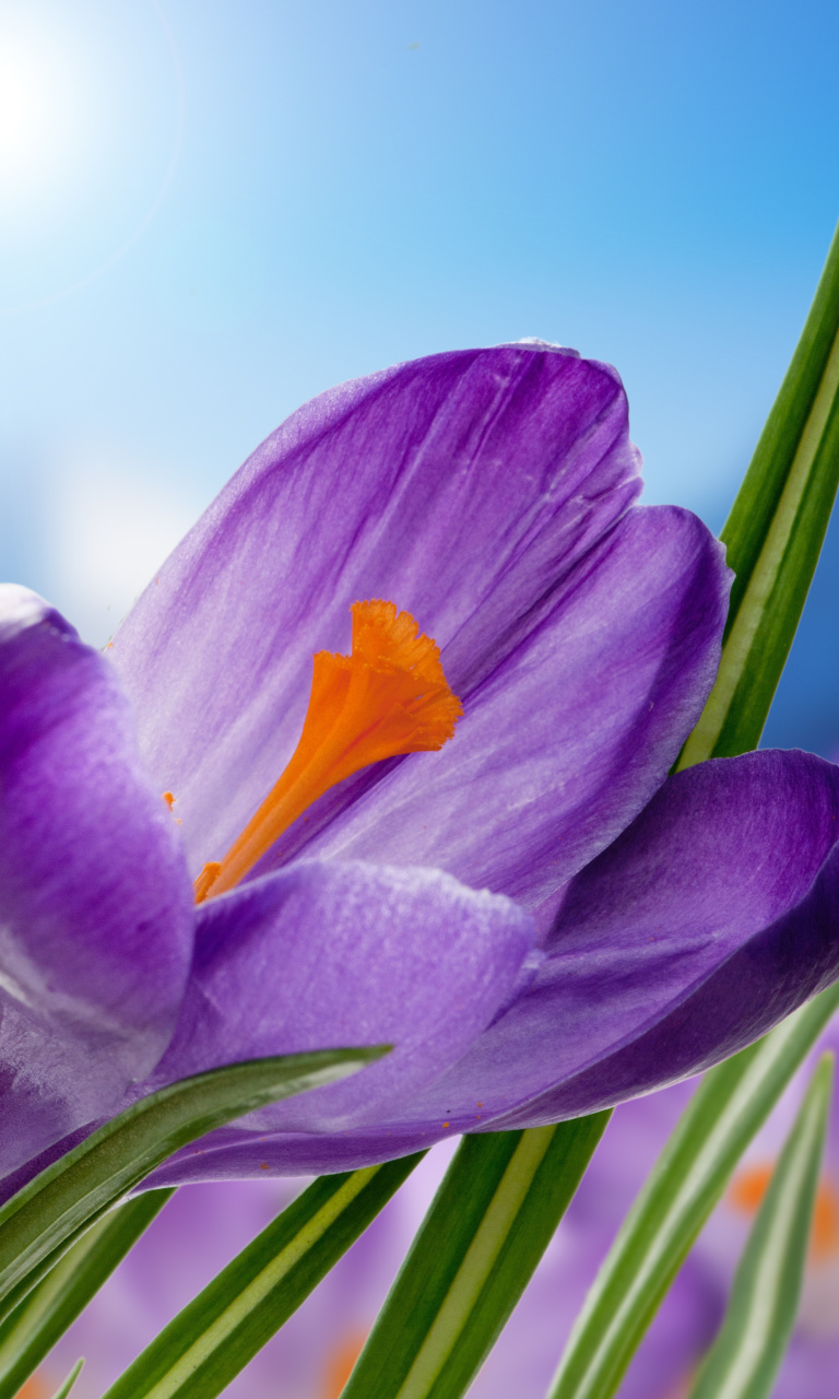 Das Crocuses Image Wallpaper 768x1280