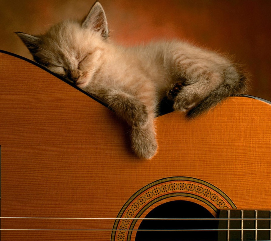Guitar Kitten wallpaper 1080x960