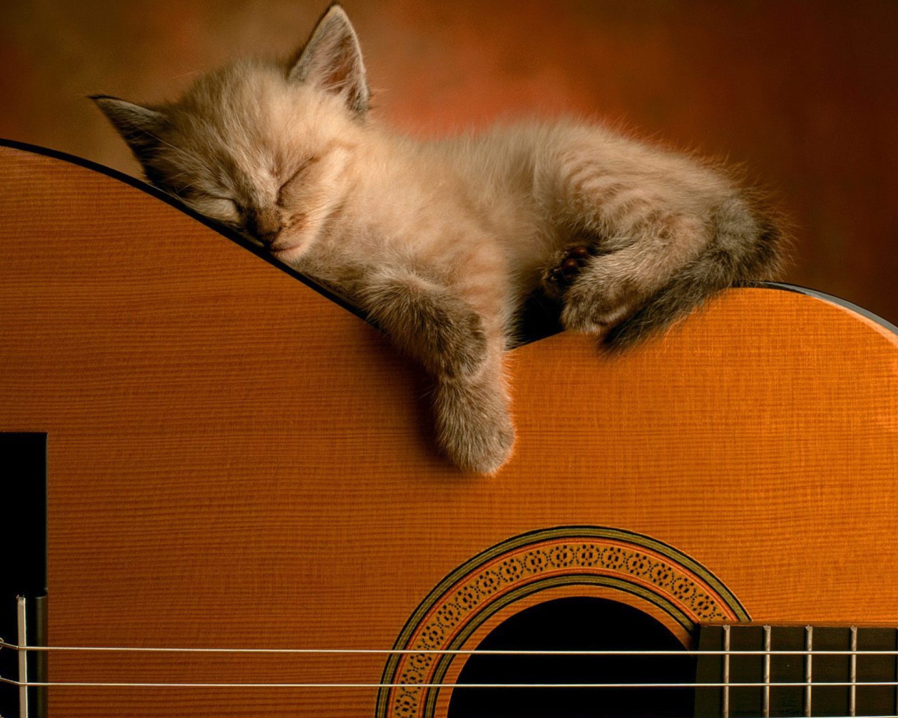 Fondo de pantalla Guitar Kitten 1280x1024