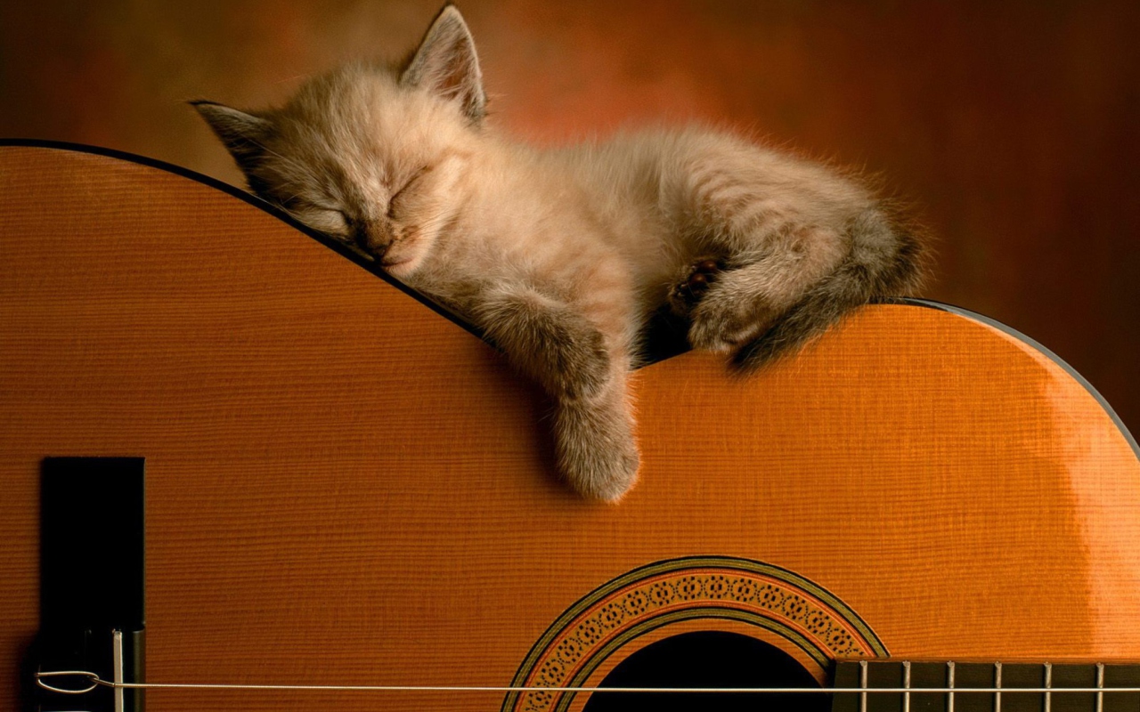 Guitar Kitten wallpaper 1280x800