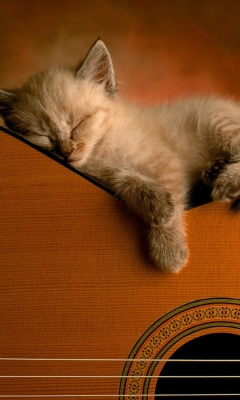 Fondo de pantalla Guitar Kitten 240x400