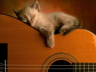 Das Guitar Kitten Wallpaper 320x240
