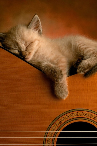 Guitar Kitten screenshot #1 320x480