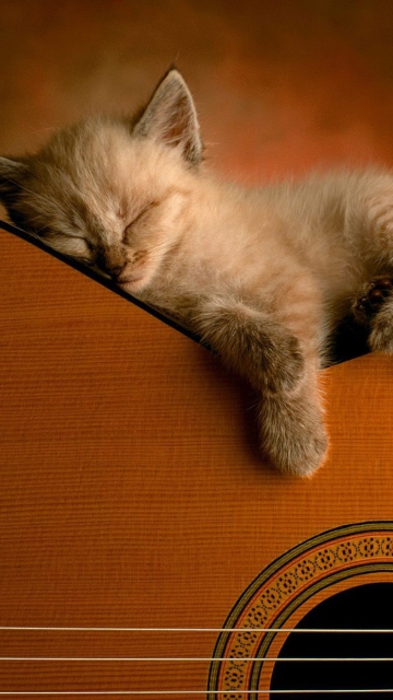 Fondo de pantalla Guitar Kitten 360x640