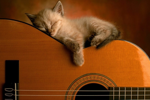 Fondo de pantalla Guitar Kitten 480x320