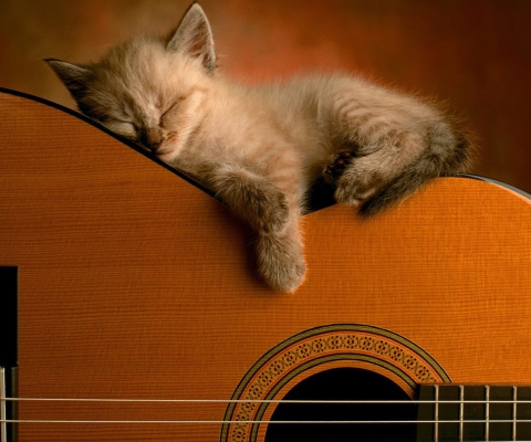 Guitar Kitten wallpaper 480x400