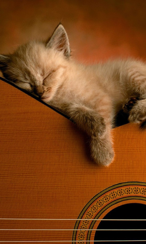 Guitar Kitten screenshot #1 480x800