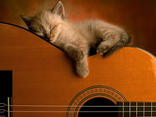 Guitar Kitten wallpaper 640x480