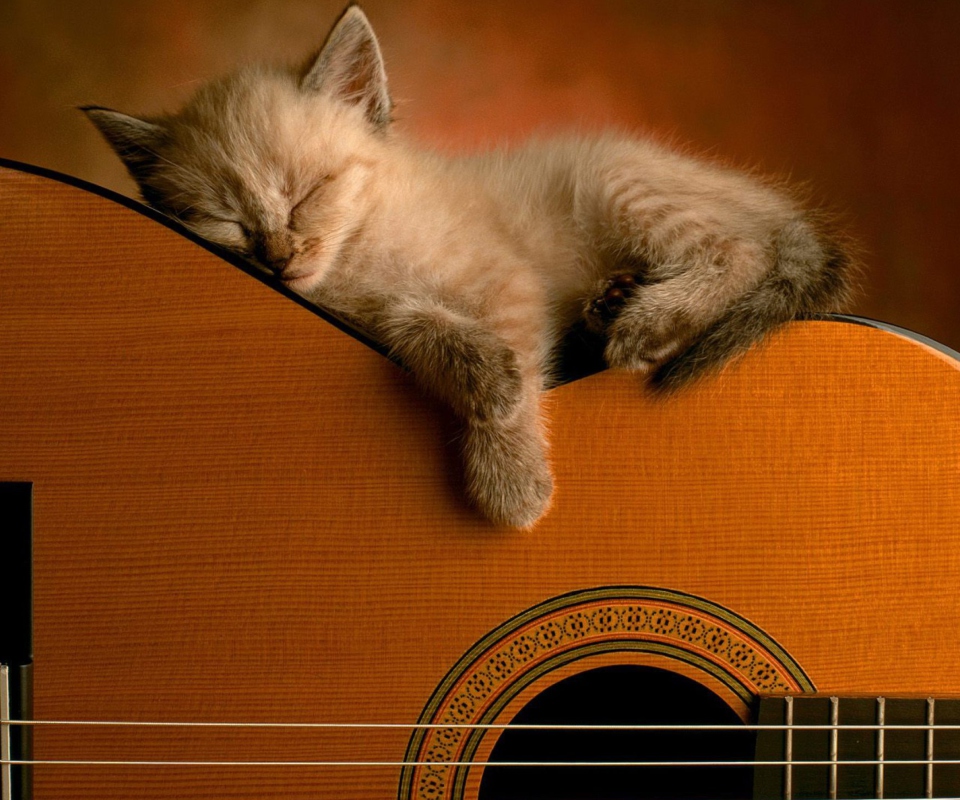 Das Guitar Kitten Wallpaper 960x800