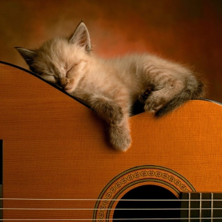 Kostenloses Guitar Kitten Wallpaper für 2048x2048