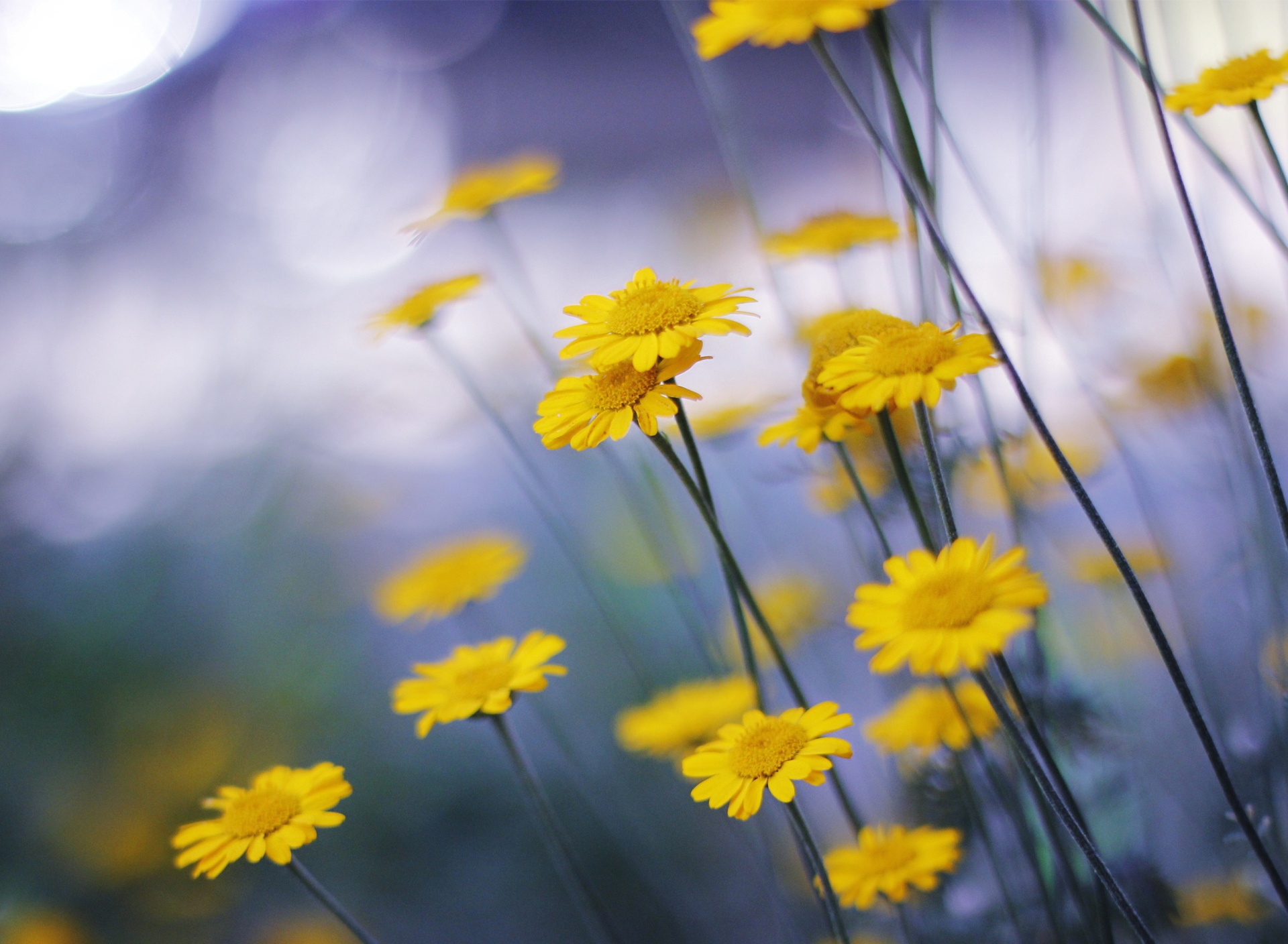 Sfondi Camomille Flowers 1920x1408