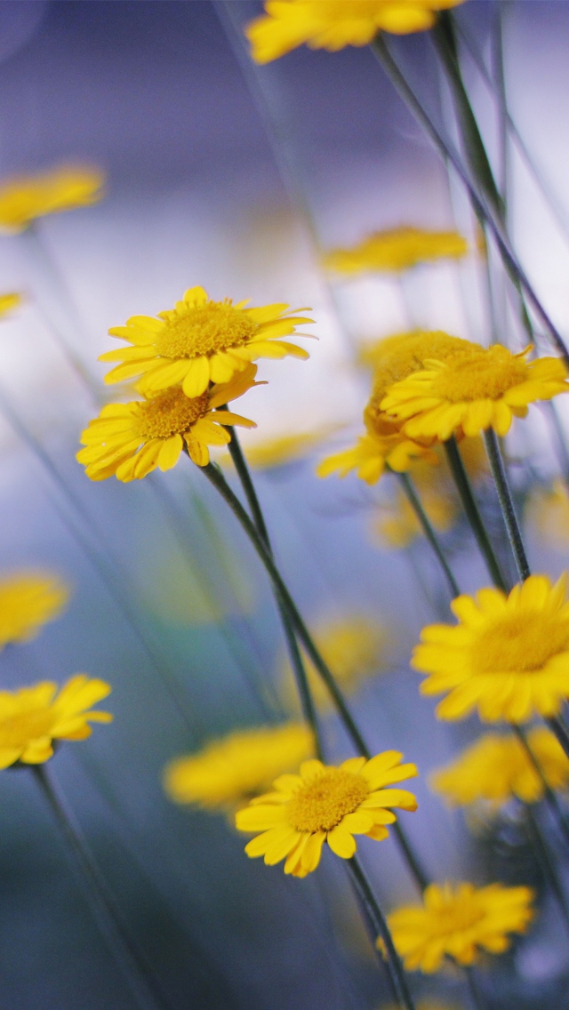 Camomille Flowers screenshot #1 640x1136