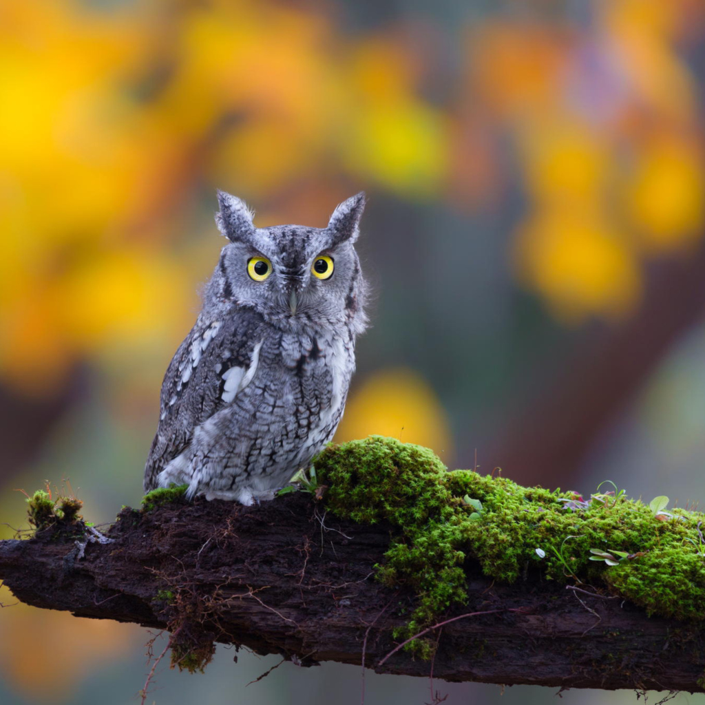 Обои Little Owl Yellow Eyes 1024x1024