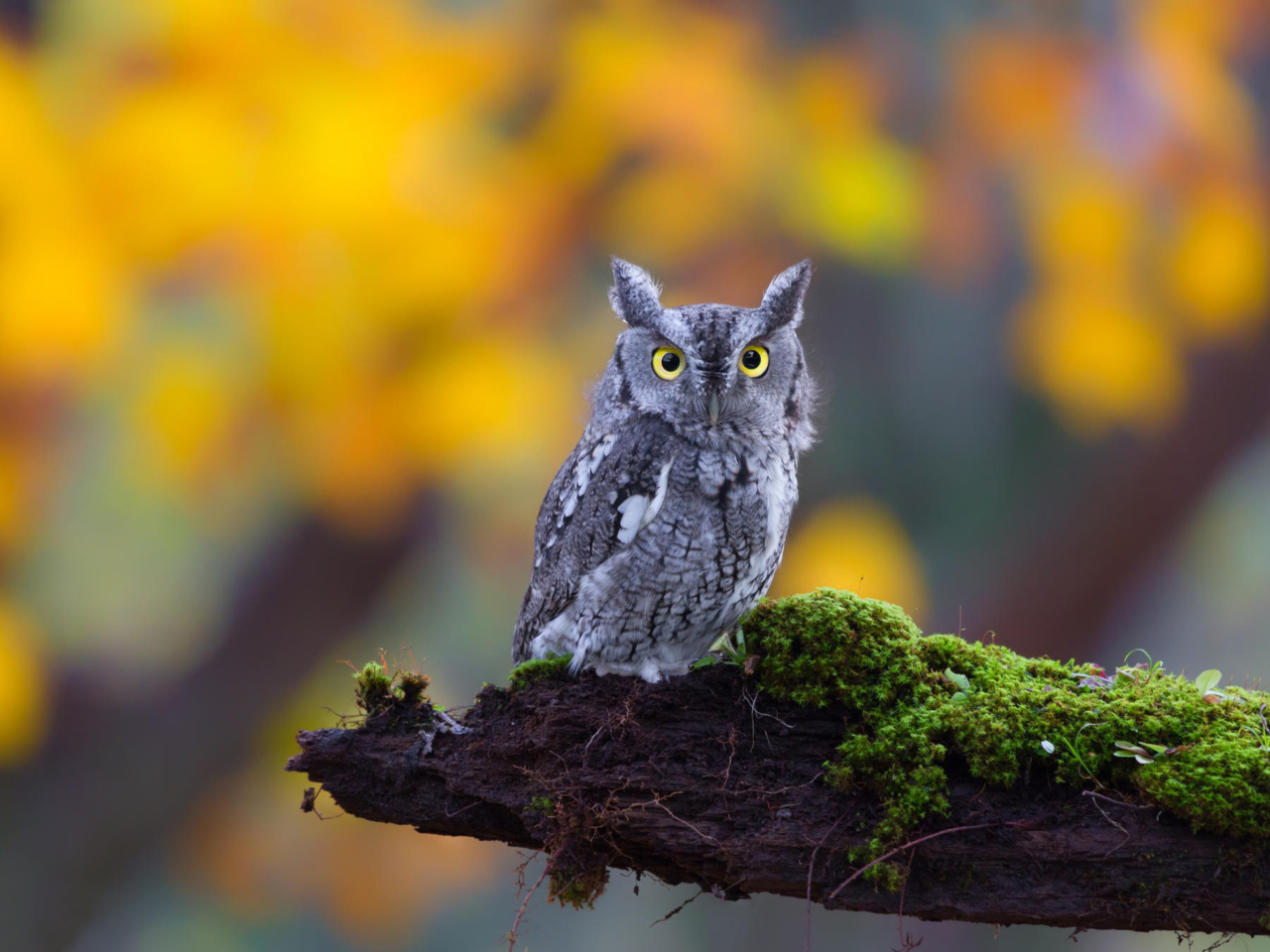 Das Little Owl Yellow Eyes Wallpaper 1280x960