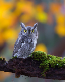 Sfondi Little Owl Yellow Eyes 128x160