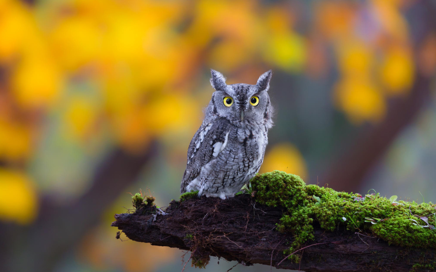 Das Little Owl Yellow Eyes Wallpaper 1440x900