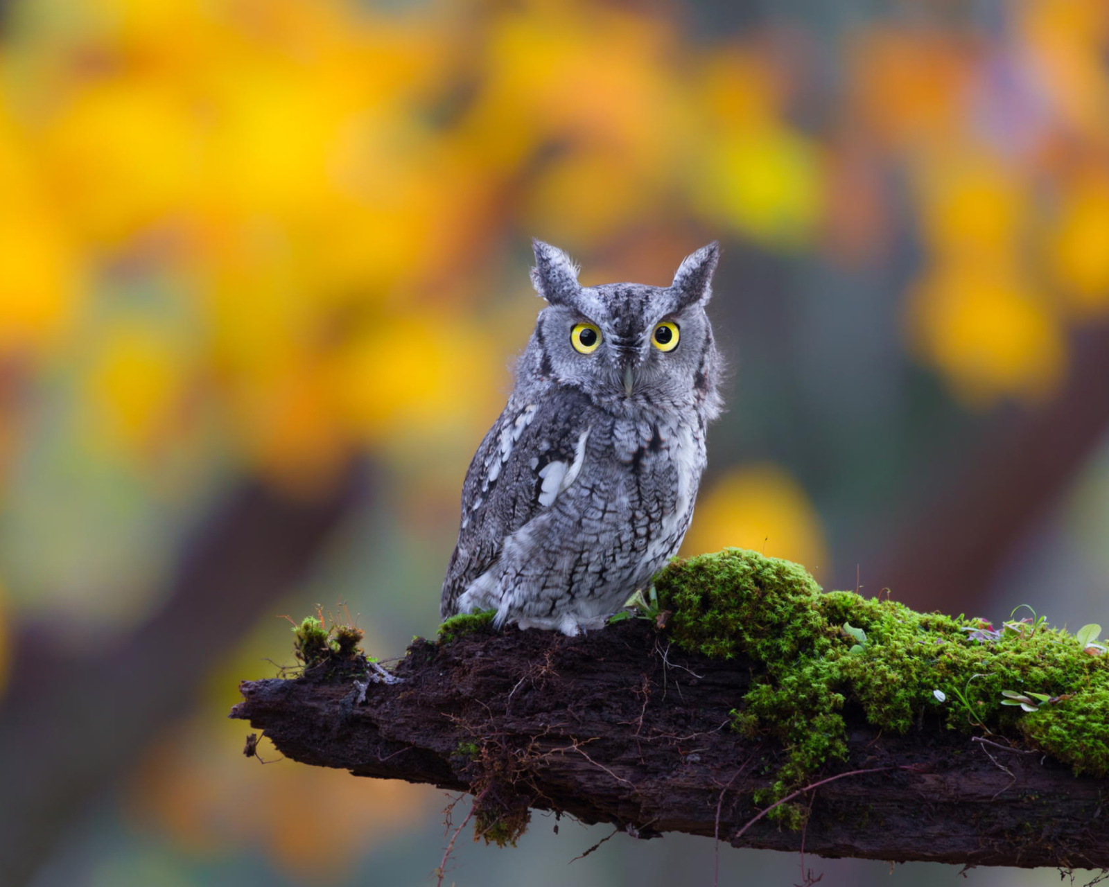 Fondo de pantalla Little Owl Yellow Eyes 1600x1280