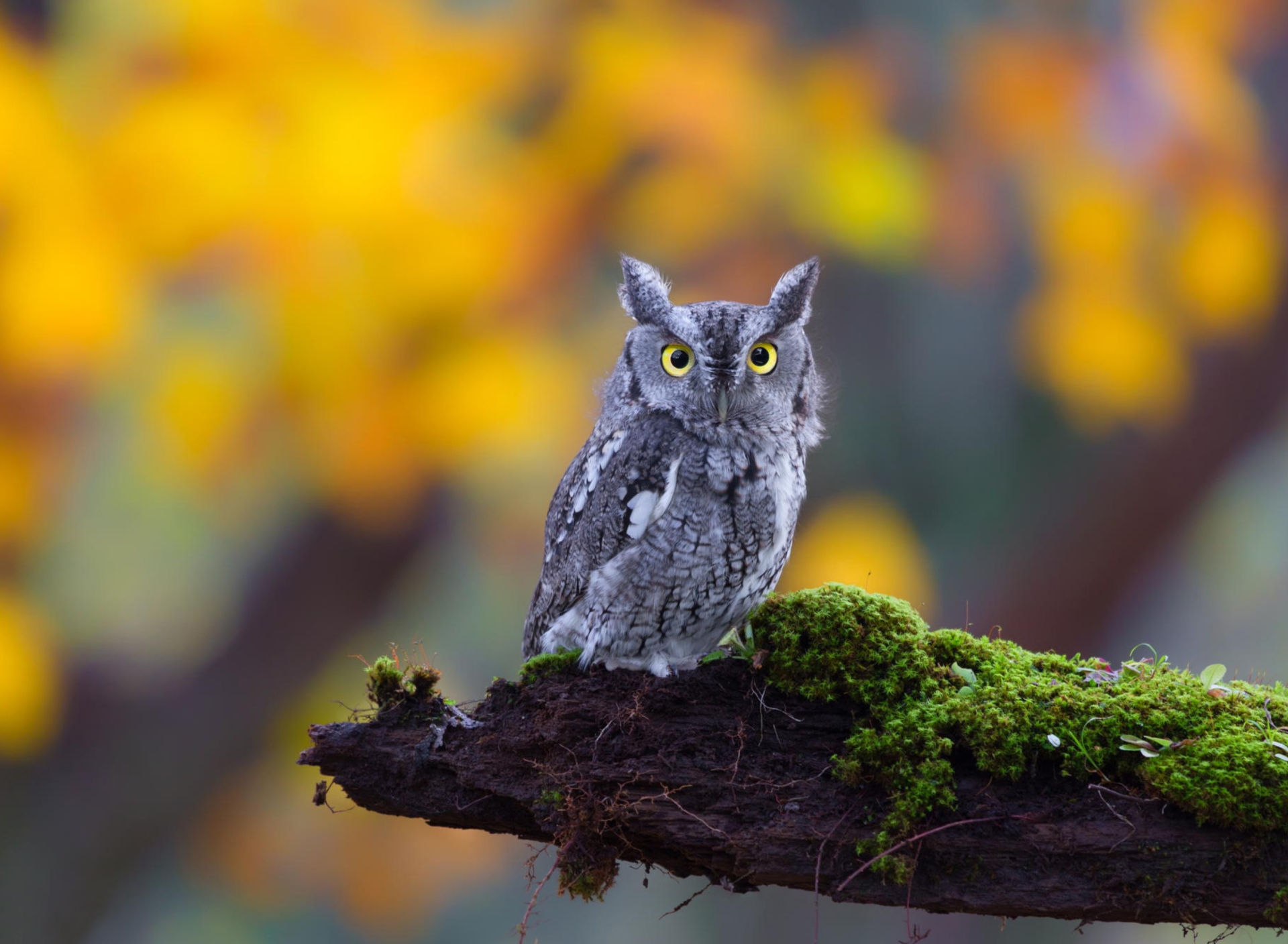 Sfondi Little Owl Yellow Eyes 1920x1408