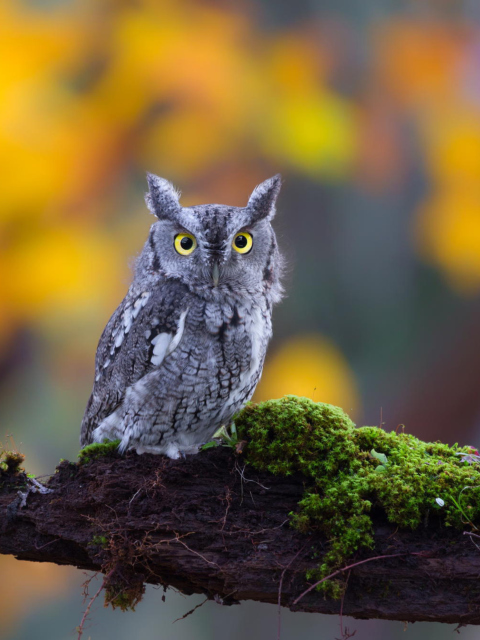 Little Owl Yellow Eyes wallpaper 480x640