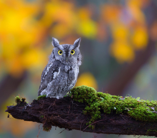 Little Owl Yellow Eyes sfondi gratuiti per iPad