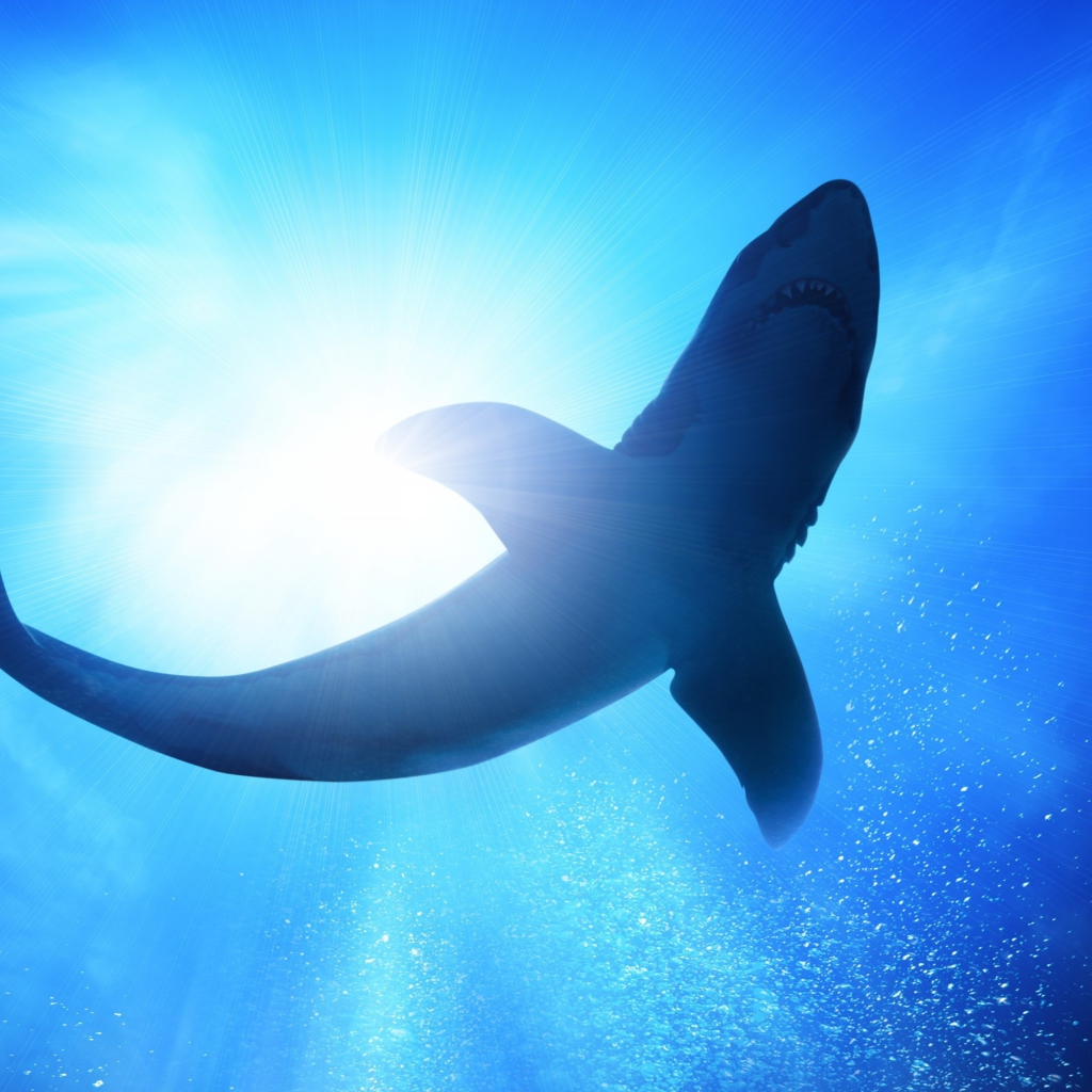 Fondo de pantalla Big Shark 1024x1024